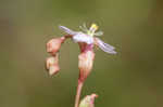 Pink sundew